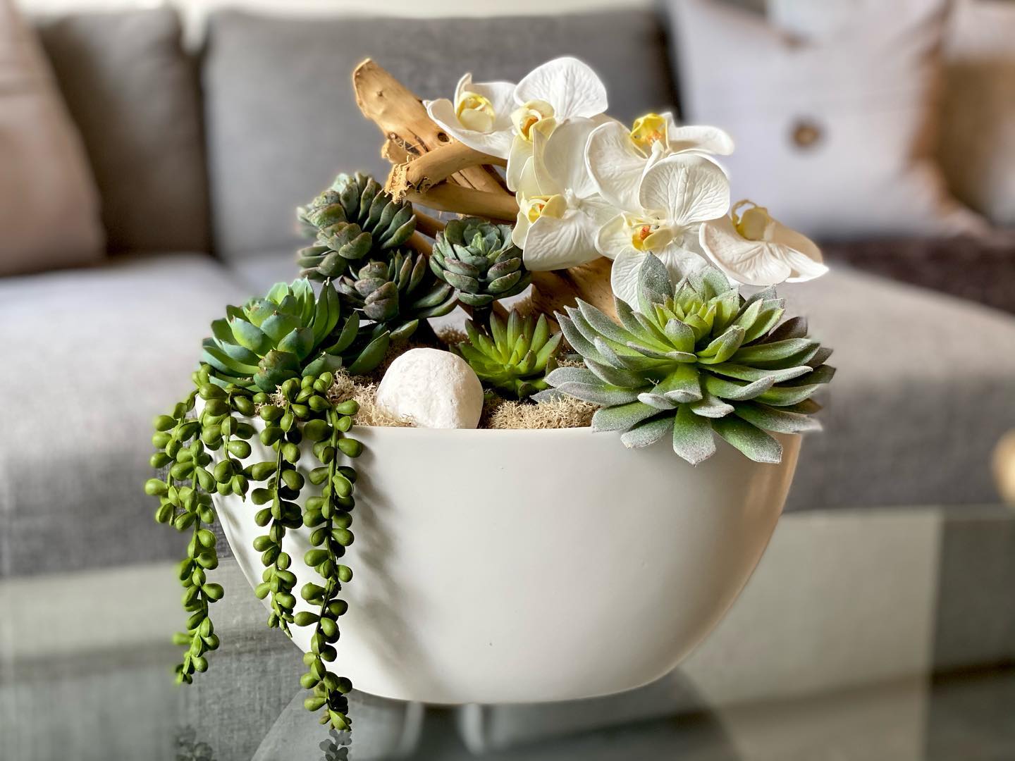 Succulent arrangement